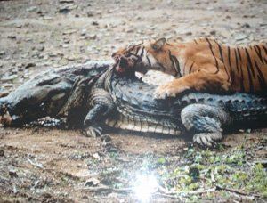 Machali (tigress) The Machli Tigress Queen of Ranthambore National Park