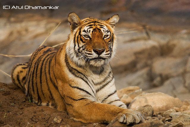 Machali (tigress) Tiger Nation Tigers Machali