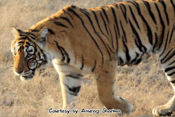 Machali (tigress) The Machli Tigress Queen of Ranthambore National Park
