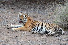 Machali (tigress) httpsuploadwikimediaorgwikipediacommonsthu