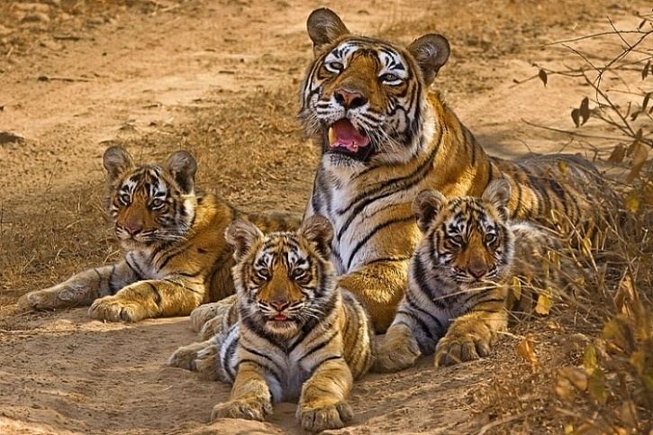 Machali (tigress) The World39s Most Photographed Tigress Machli Of Ranthambore Turned