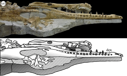 Machimosaurus Revision of the Late Jurassic teleosaurid genus Machimosaurus