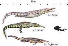 Machimosaurus httpsuploadwikimediaorgwikipediacommonsthu