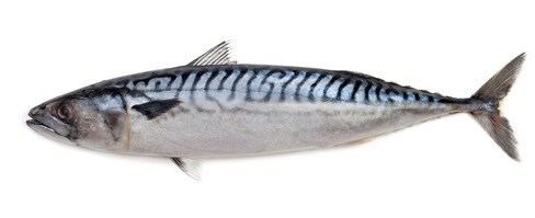 Mackerel Mackerel from Fish Co Midlands