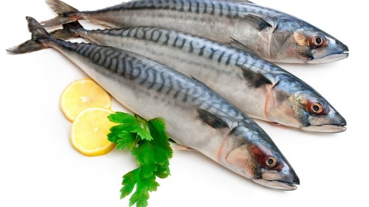 Mackerel Useful properties of mackerel