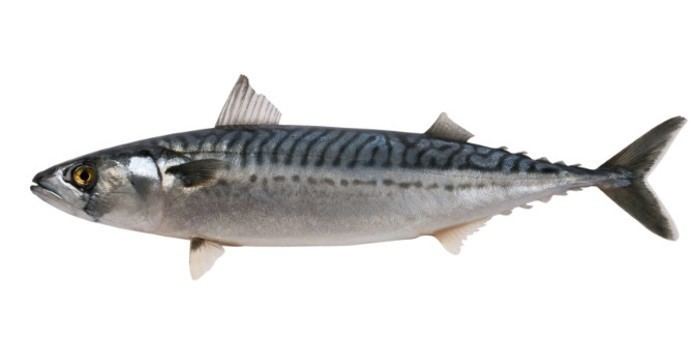 Mackerel The Nutrition of Mackerel Nutrition Healthy Eating