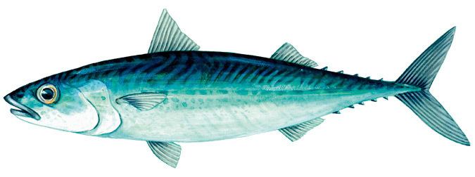 Mackerel Mackerel Marine and Estuarine Scale Fish Catch limits and closed