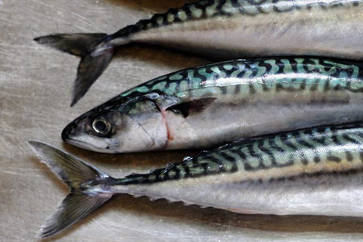 Mackerel 8 Amazing Mackerel Health Benefits New Health Advisor