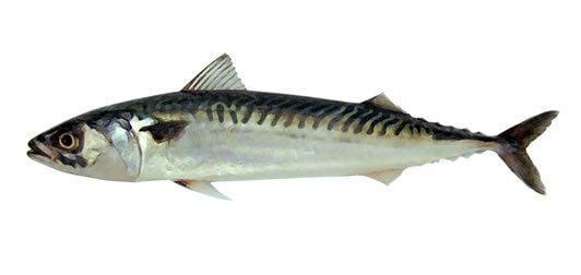 Mackerel Mackerel Marine Conservation Society