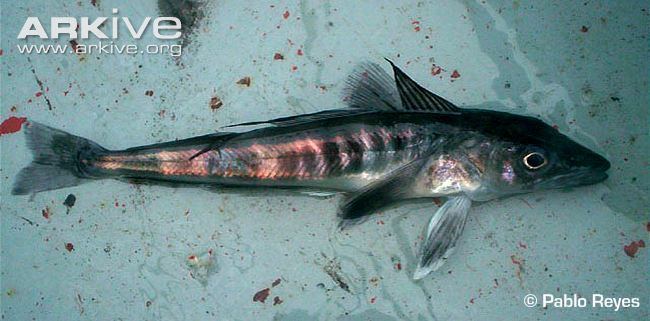 Mackerel icefish Mackerel icefish videos photos and facts Champsocephalus gunnari