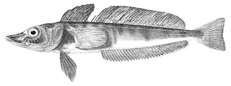 Mackerel icefish httpsuploadwikimediaorgwikipediacommons88