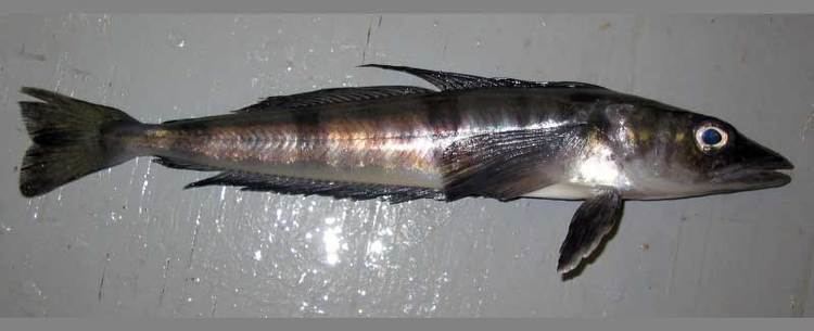 Mackerel icefish Background Government of South Georgia amp the South Sandwich Islands