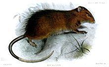 Maclear's rat httpsuploadwikimediaorgwikipediacommonsthu