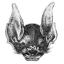 Macleay's mustached bat httpsuploadwikimediaorgwikipediacommonsthu