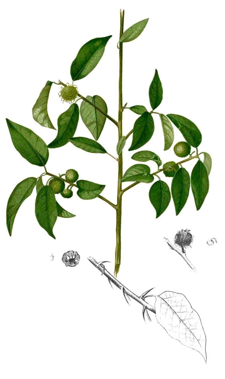 Maclura cochinchinensis httpsuploadwikimediaorgwikipediacommons77