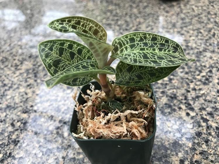 Macodes Macodes petola Jewel Orchid presented by Orchids Limited