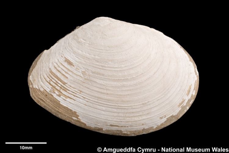 Macoma Macoma calcarea Gmelin 1791 Marine Bivalve Shells of the