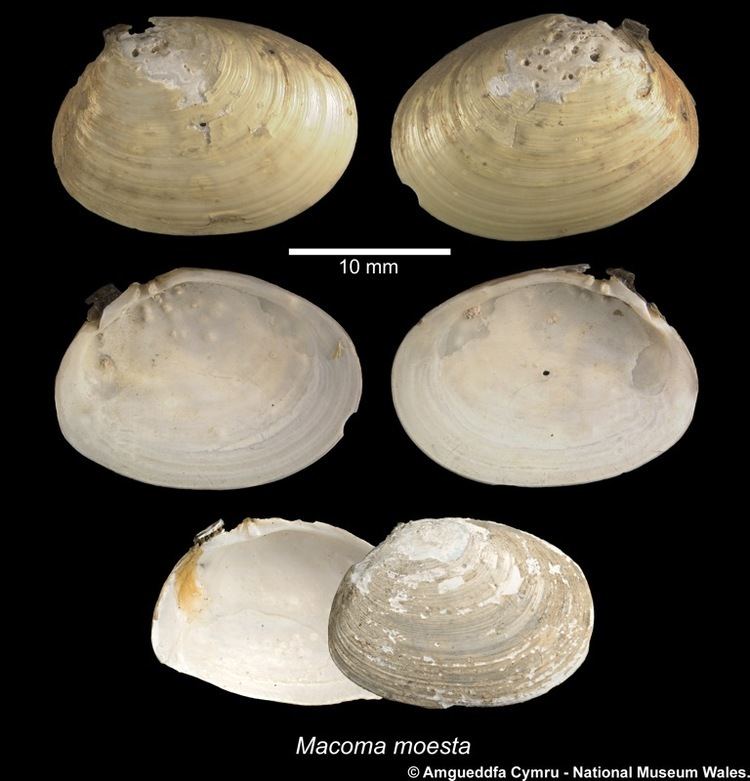 Macoma Macoma moesta Deshayes 1854 Marine Bivalve Shells of the