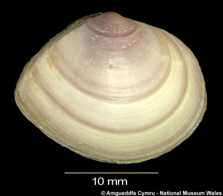 Macoma Macoma balthica Linnaeus 1758 Marine Bivalve Shells of the