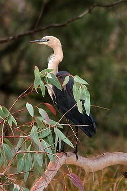 Macquarie Marshes httpsuploadwikimediaorgwikipediacommonsthu