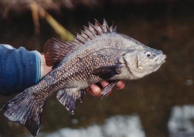 Macquarie perch Priorities Action Statement Actions for Macquarie Perch