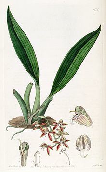 Macradenia lutescens httpsuploadwikimediaorgwikipediacommonsthu