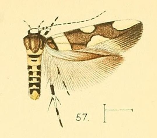 Macrobathra distincta