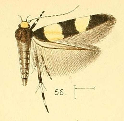 Macrobathra fasciata