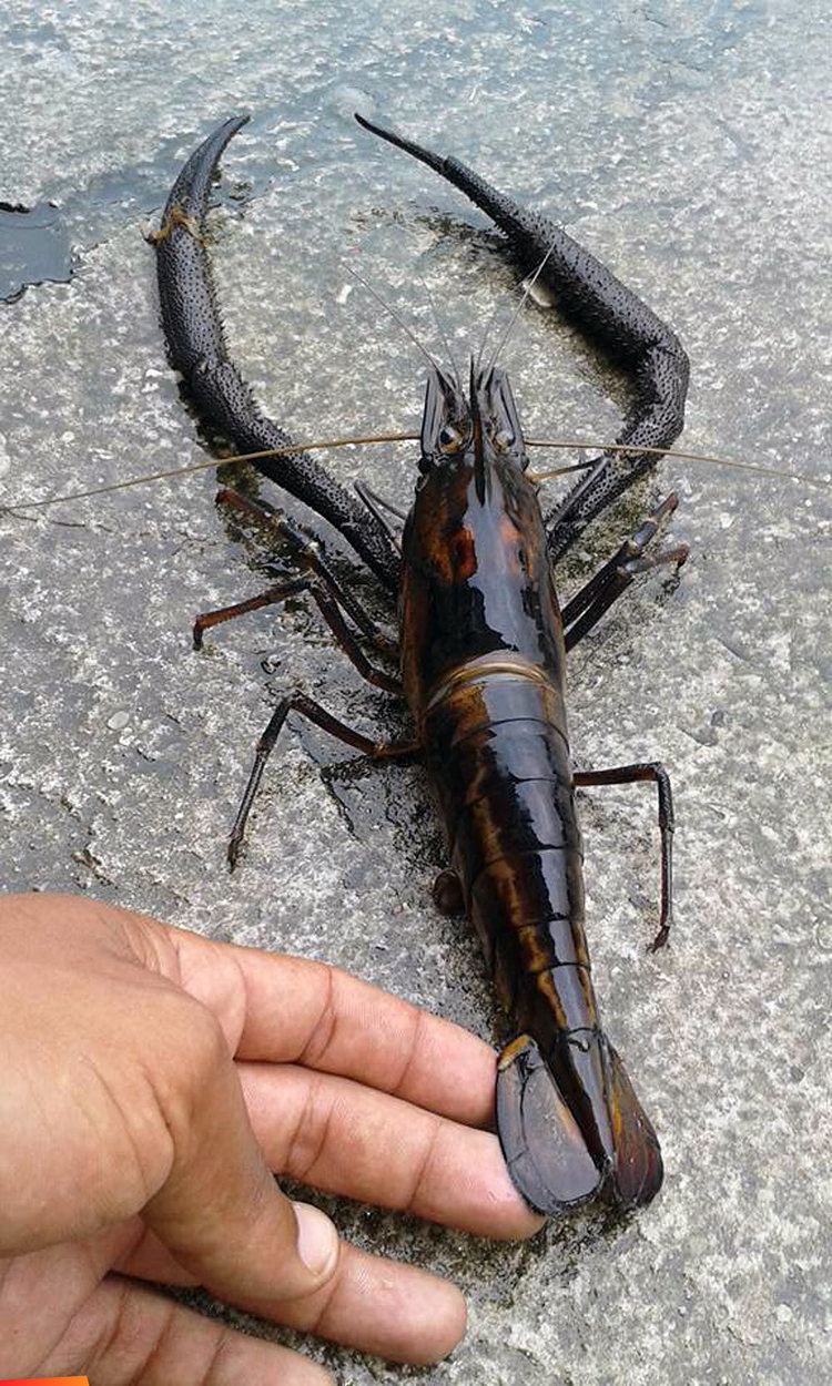 Macrobrachium carcinus river lobster aka crevisse aka crayfish aka Macrobrachium carcinus