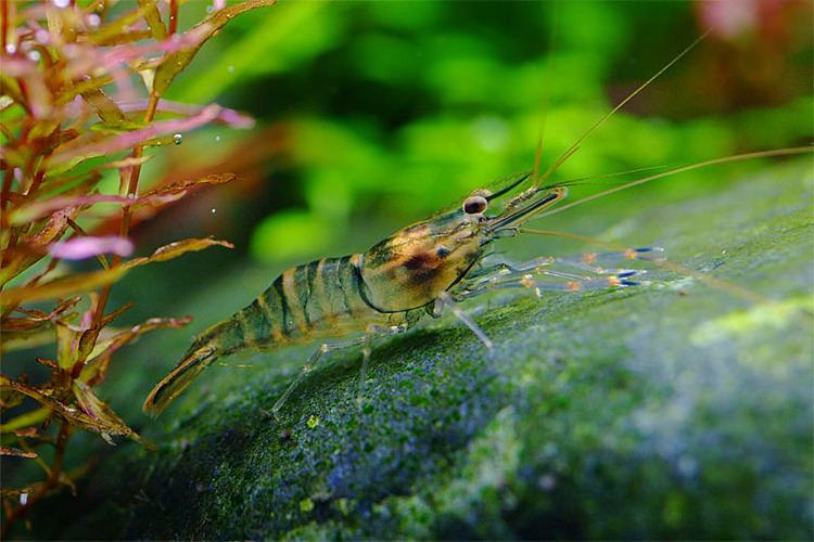 Macrobrachium nipponense Macrobrachium nipponense Oriental river shrimp