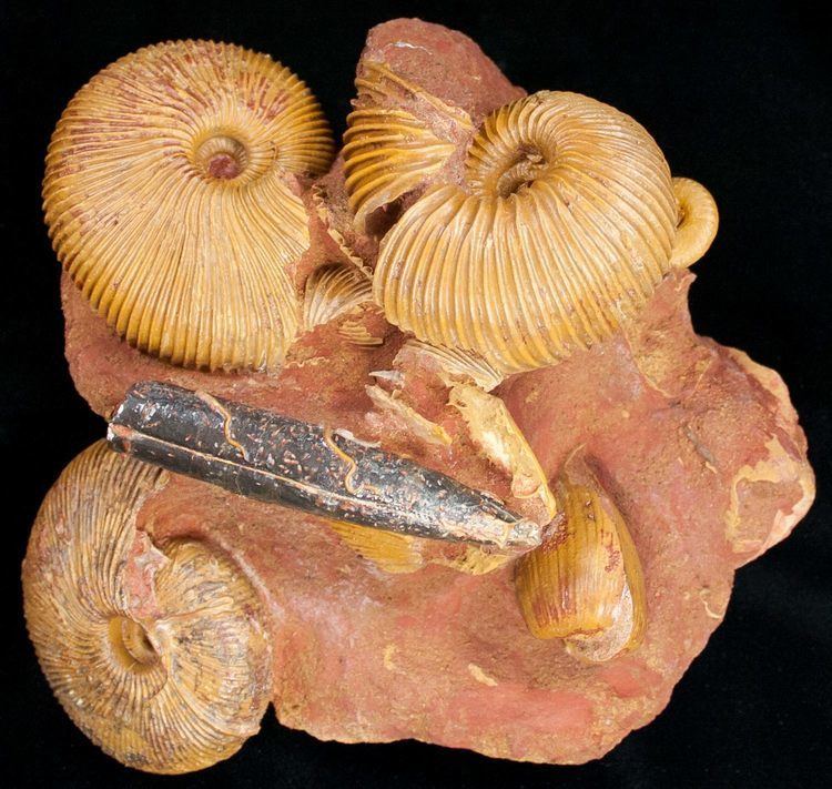 Macrocephalites Stunning Cluster of Macrocephalites Ammonites For Sale 11487