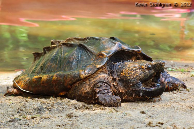 Macrochelys Macrochelys temminckii Alligator snapping turtle Baker Co Flickr
