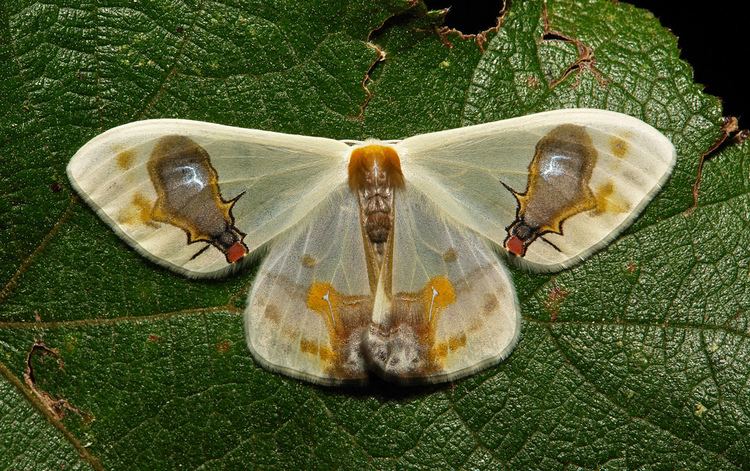 Macrocilix maia Drepanid Moth Macrocilix maia Drepaninae Drepanidae Flickr