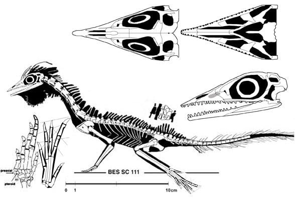 Macrocnemus Macrocnemus and Litorosuchus