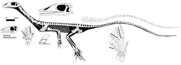 Macrocnemus Macrocnemus and Litorosuchus