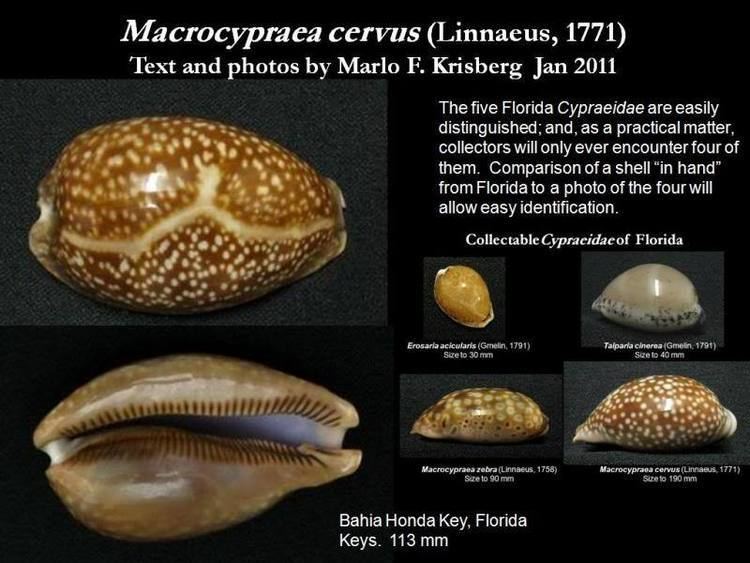 Macrocypraea cervus Cypraeidae of Florida Let39s Talk Seashells