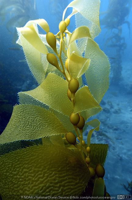 Macrocystis Giant Kelp Macrocystis pyrifera MarineBioorg