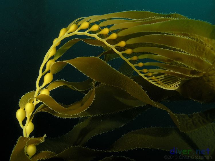 Macrocystis pyrifera Giant Kelp Macrocystis pyrifera San Clemente Island Flickr