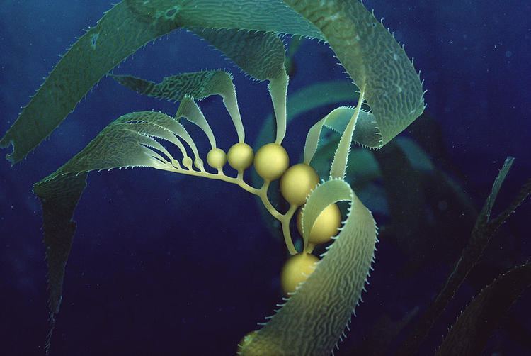 Macrocystis pyrifera Giant Kelp Macrocystis Pyrifera Detail Photograph by Flip Nicklin