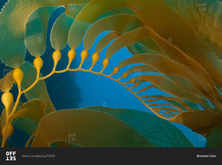 Macrocystis pyrifera Air bladders of Giant Kelp Macrocystis pyrifera called