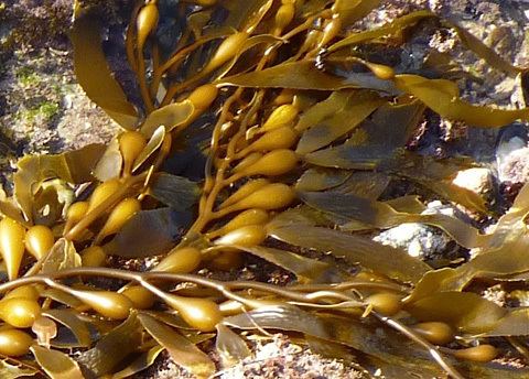 Macrocystis pyrifera Giant Kelp Macrocystis pyrifera