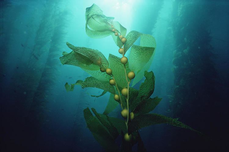 Macrocystis pyrifera Giant Kelp Macrocystis Pyrifera Forest Photograph by Flip Nicklin