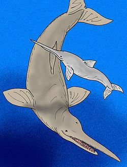 Macrodelphinus httpsuploadwikimediaorgwikipediacommonsthu