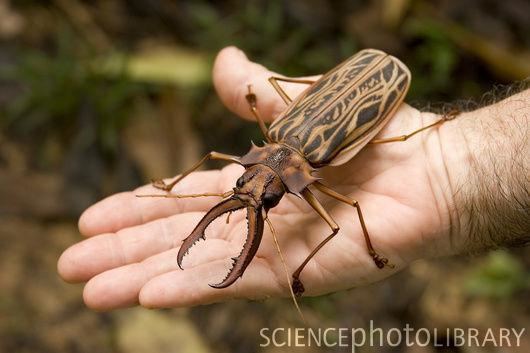 Macrodontia cervicornis Longhorned Beetle Macrodontia cervicornis