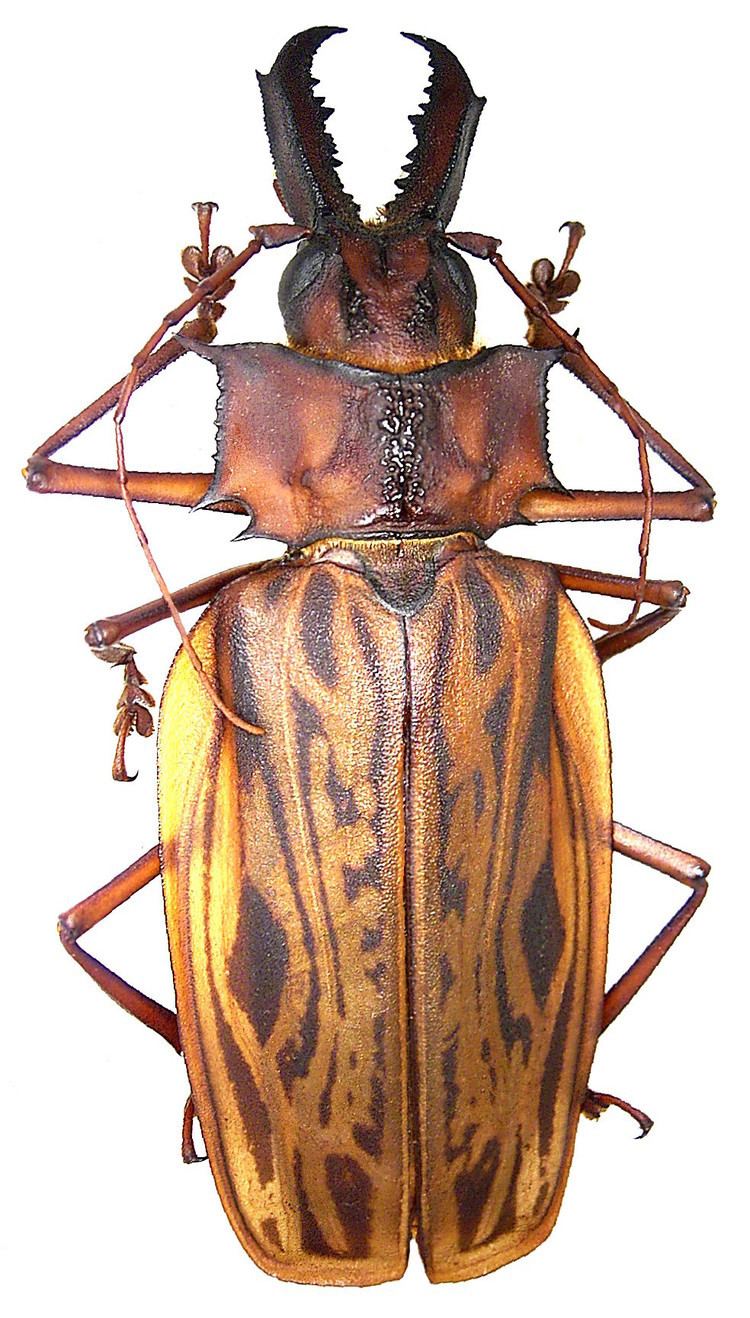 Macrodontia cervicornis Macrodontia