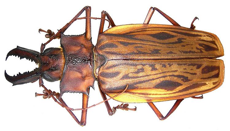 Macrodontia cervicornis Macrodontia cervicornis Linn 1758 Family Cerambycidae Flickr