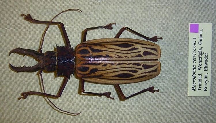 Macrodontia (genus)