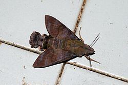 Macroglossinae (Lepidoptera) httpsuploadwikimediaorgwikipediacommonsthu