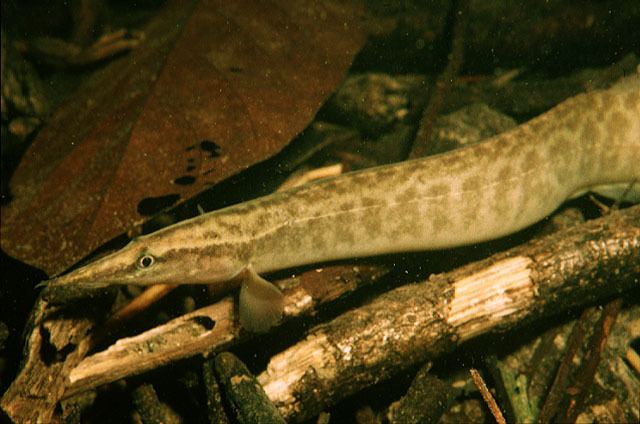 Macrognathus Fish Identification