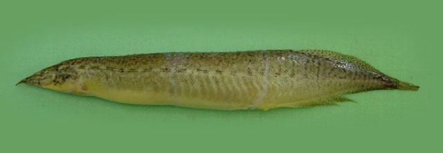 Macrognathus Fish Identification